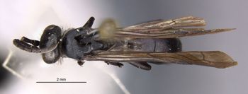 Media type: image;   Entomology 10398 Aspect: habitus dorsal view